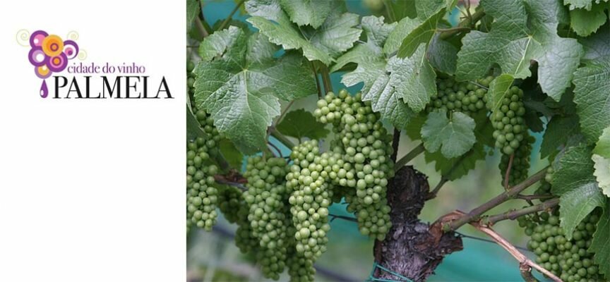 Palmela é o Município português mais premiado pelo 3º ano consecutivo, conquistando doze medalhas no concurso de vinhos “La Selezione del Sindaco”