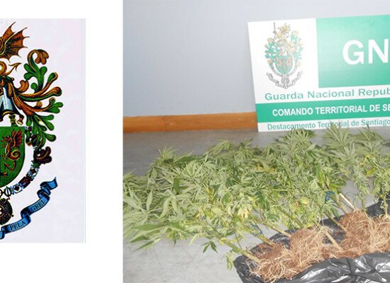 Mulher detida em Sines, por cultivo de canábis