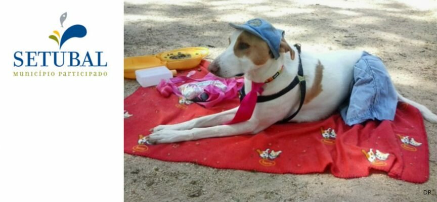 Setúbal acolhe convívio nacional de animais de estimação