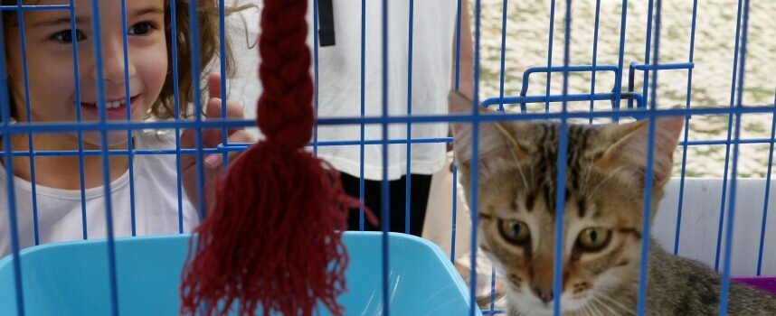 Animais recolhidos pela Câmara Municipal de Setúbal e por associações de proteção ganharam novas famílias