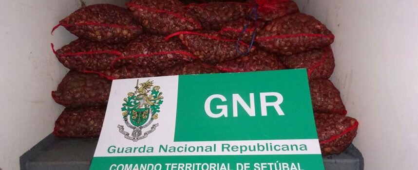 Montijo e Moita – Apreensão de 3,8 toneladas de amêijoa