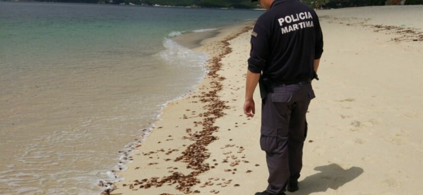 Polícia Marítima deteta caranguejos mortos na praia da Figueirinha em Setúbal