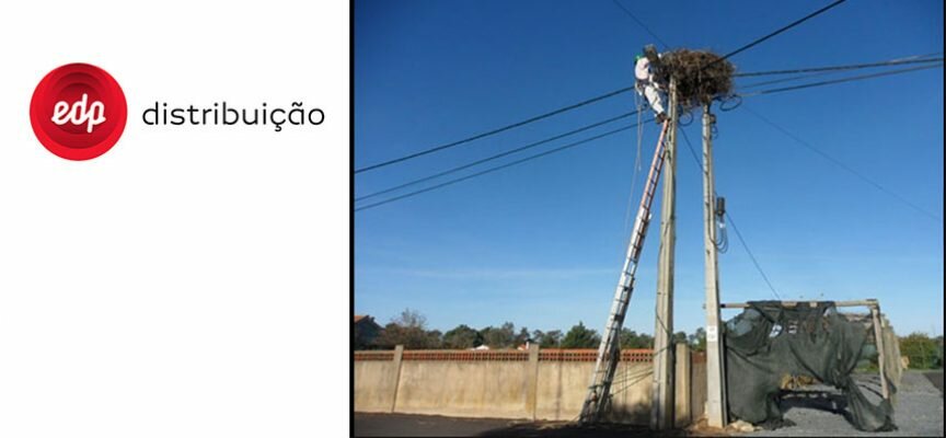 EDP Distribuição preserva a cegonha branca