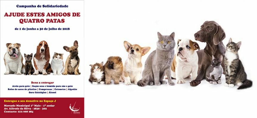 Campanha de Solidariedade – “Ajude estes Amigos de Quatro Patas”