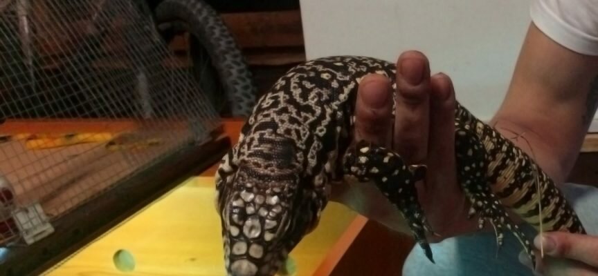 GNR apreende 37 répteis ilegais no Montijo