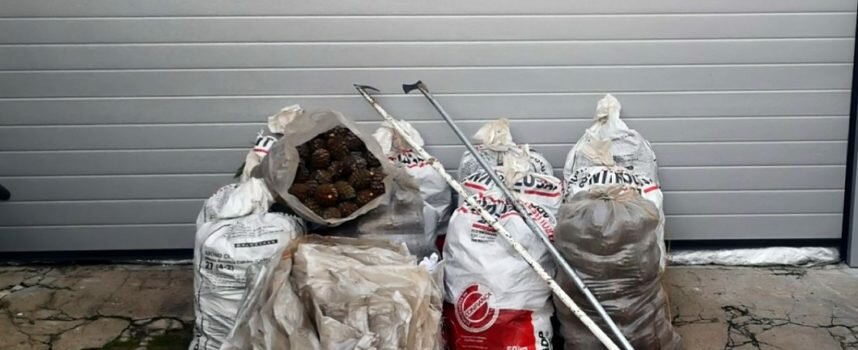 Sines – Detidos por furto de cerca de 400 quilos de pinhas