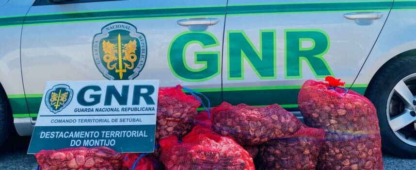 Alcochete – Apreensão de 150 quilos de amêijoa-japonesa capturados ilegalmente