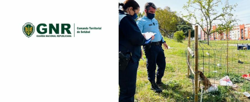 Barreiro – Operação de fiscalização a equídeos, canídeos, construções ilegais e viaturas em abandono