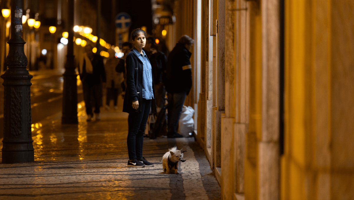 
    PCP questiona Câmara de Lisboa sobre auditoria a 66 mil candeeiros após mortes de animais          