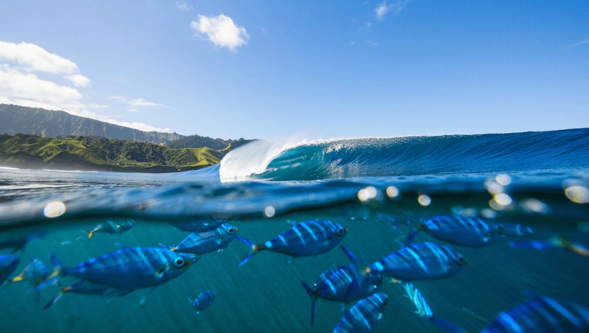 Blue Azores promove exibição de documentário sobre proteção do oceano