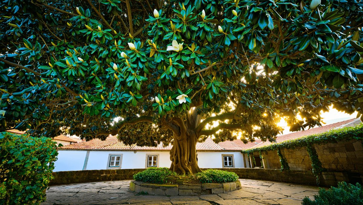 Classificada como de interesse público a "maior e mais antiga" magnólia do Porto