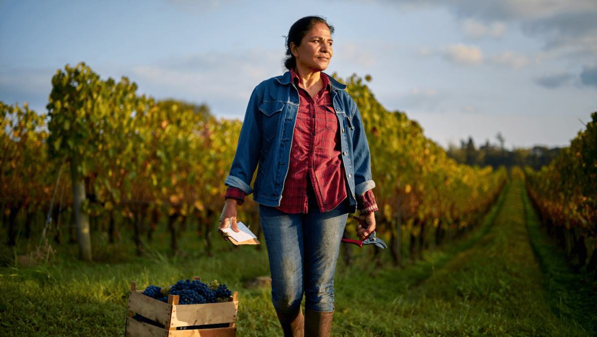 banca produtos agricolas agricultura vegetais legumes