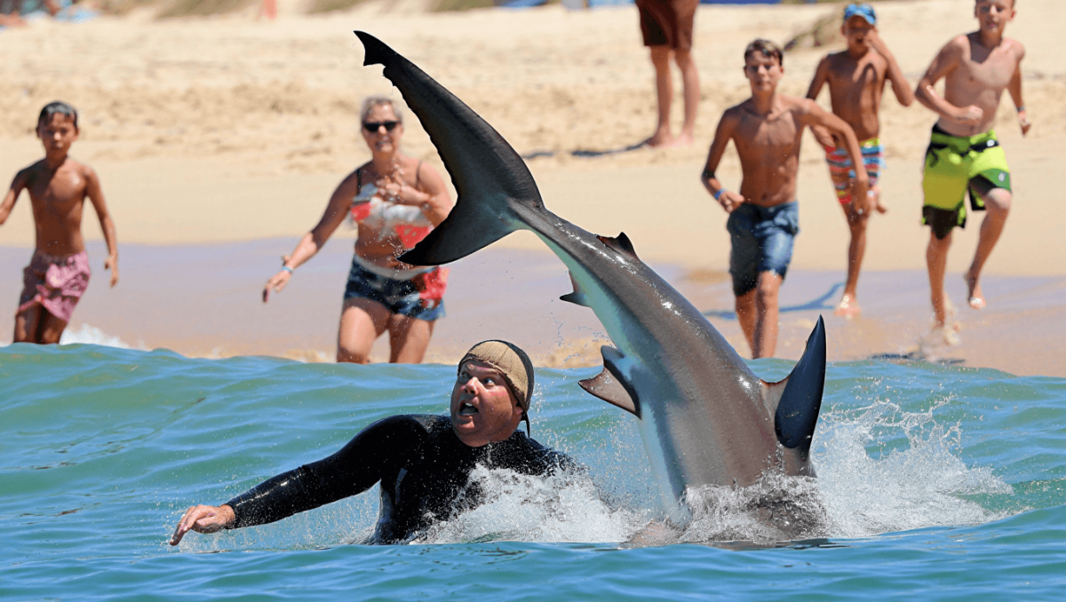 
    Austrália. Quatros ataques de tubarão em 48 horas levam ao encerramento de dezenas de praias          