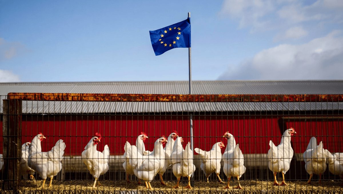 Bruxelas atualiza medidas contra gripe aviária após novos focos, incluindo em Santarém