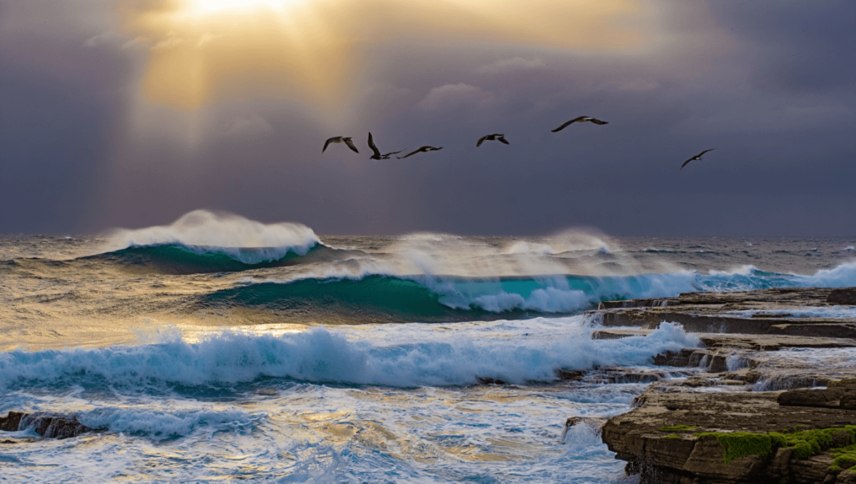 
    Ambientalistas aplaudem entrada em vigor do Tratado do Alto Mar          