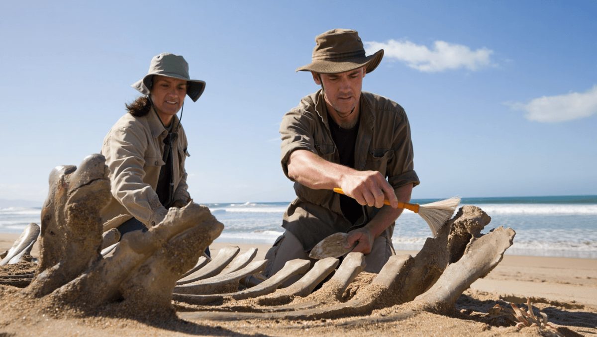 Fósseis encontrados em praia de Grândola pertencem a baleias com 10 milhões de anos