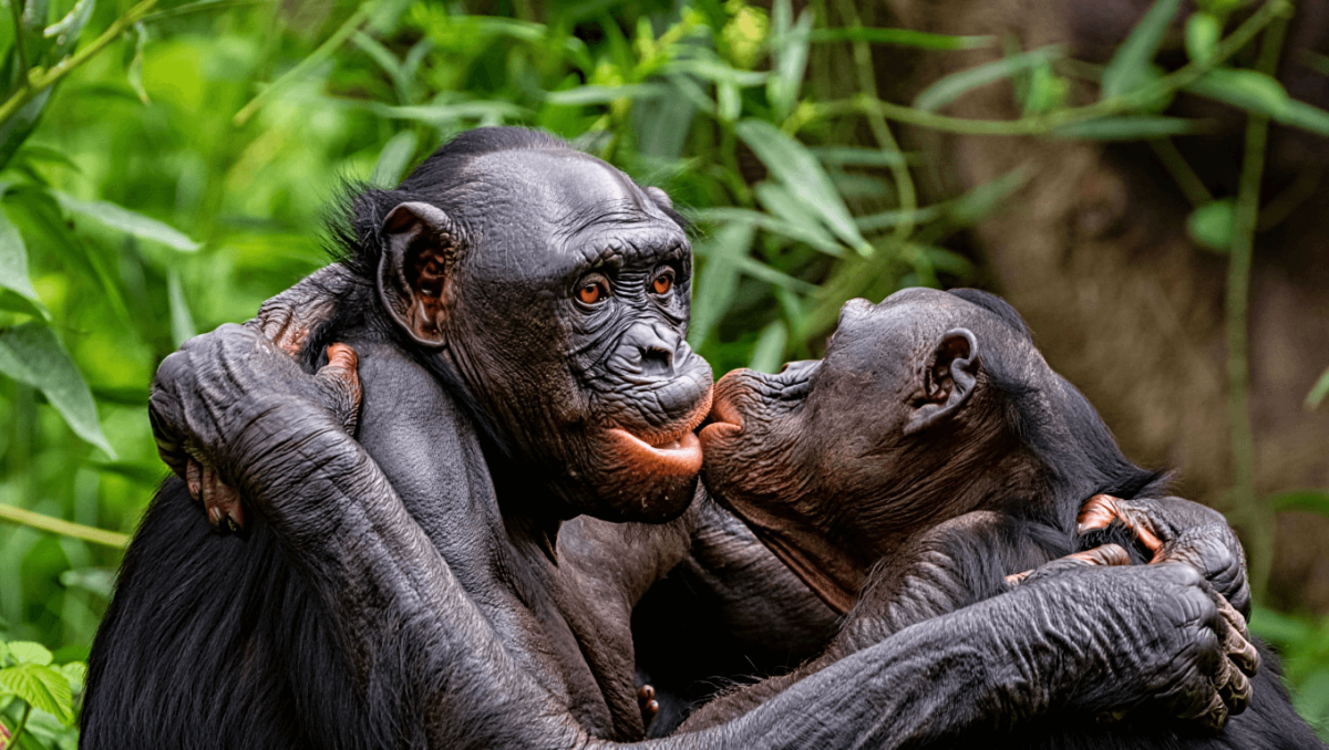 
    Comportamento homossexual nos primatas é ancestral e está ligado a múltiplos fatores          