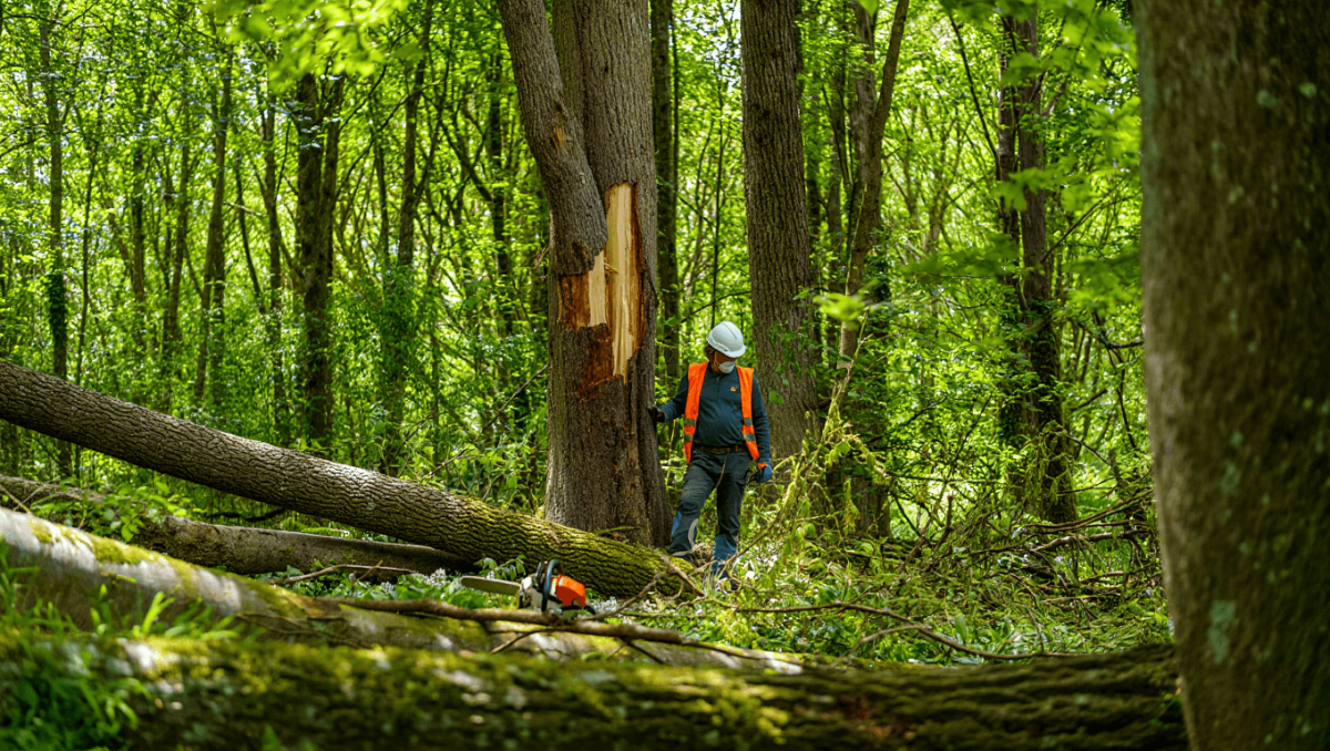 
    Bruxelas aprova ajudas estatais de 250 milhões para setor florestal em Portugal          