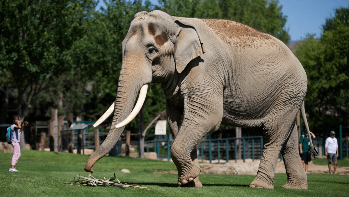 Saiu, deu um passeio e tomou o 'pequeno-almoço'. Elefante Alice saltou vedação de Zoo nos EUA e só voltou quando tratadores foram chamados