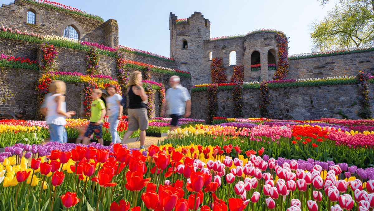 Festival de tulipas da Bélgica transforma castelo do século XVII em mar de flores