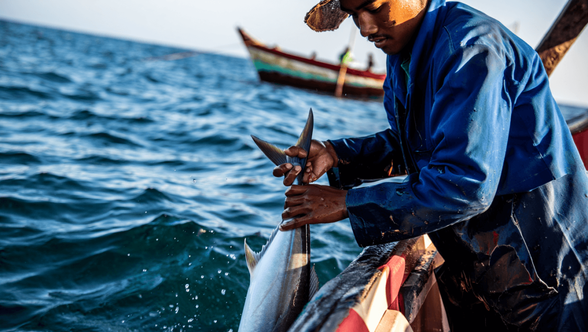 Como tornar a cadeia do pescado mais sustentável?