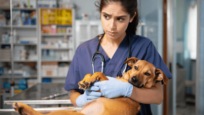PAN/Açores alerta para queixas no acesso a esterilização de animais