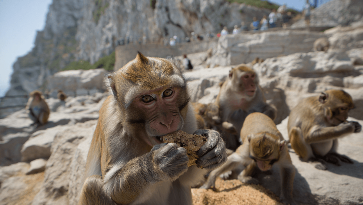 
    Gibraltar. Macacos ingerem terra para combater problemas de estômago provocados por snacks de turistas          