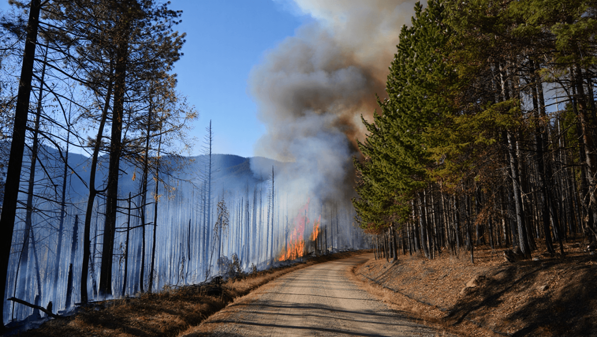 
    Zonas florestais de risco de incêndio sem videovigilância          
