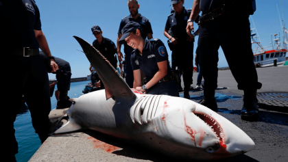 Morte de tubarão nos Açores em processo de averiguações. Animal teve morte "violenta" no porto de pesca de Rabo de Peixe