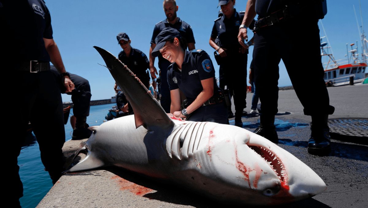 Morte de tubarão nos Açores em processo de averiguações. Animal teve morte "violenta" no porto de pesca de Rabo de Peixe