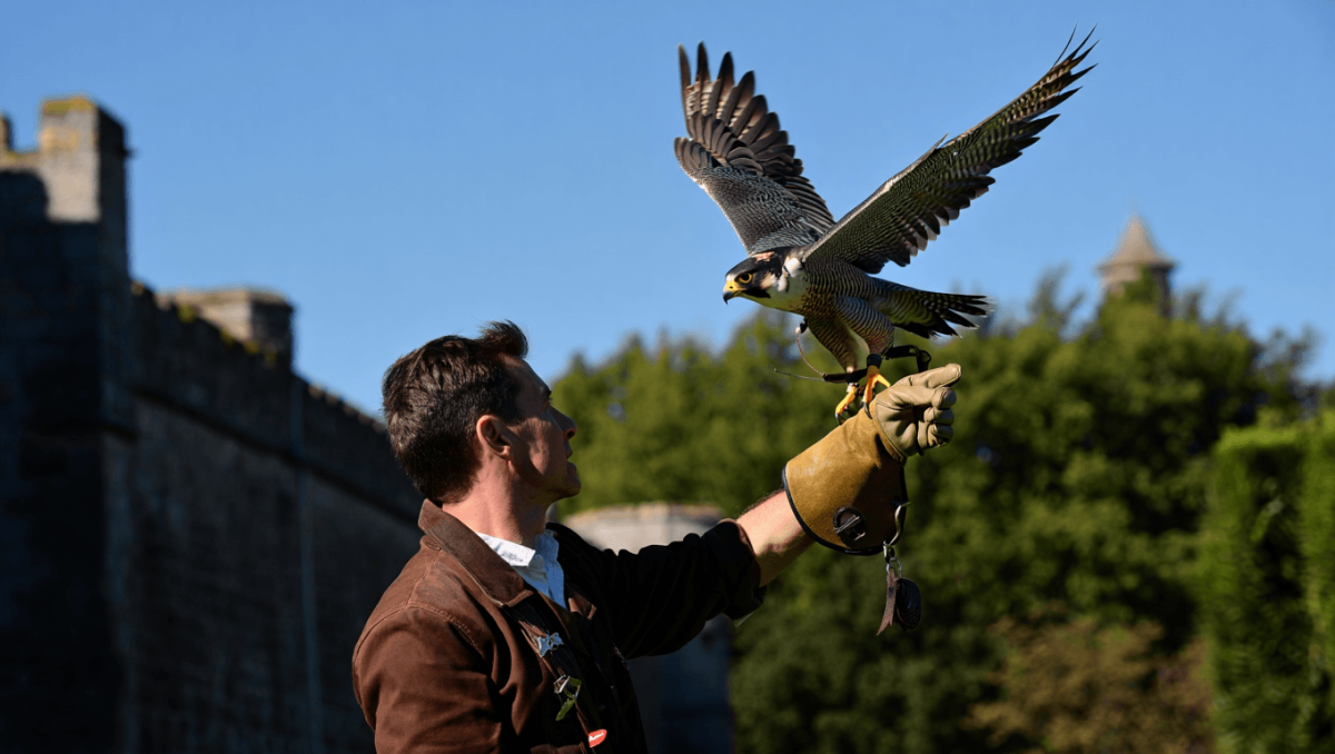 Falcoaria Real leva património da UNESCO à rota dos museus nacionais