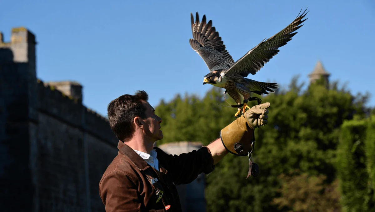 Falcoaria Real leva património da UNESCO à rota dos museus nacionais