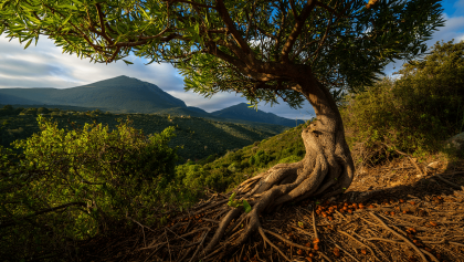 PS quer reconversão florestal na Serra de São Mamede com aposta no castanheiro