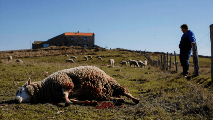 Agricultores exigem apoios após ataques de lobos nas serras do Marão e Alvão