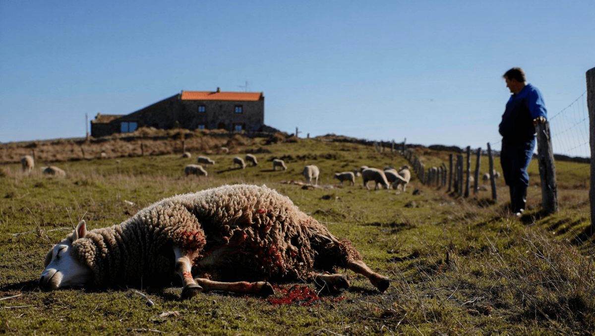 Agricultores exigem apoios após ataques de lobos nas serras do Marão e Alvão