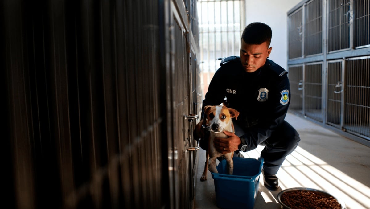 GNR regista em seis meses 312 casos de maus-tratos a animais e 159 abandonos