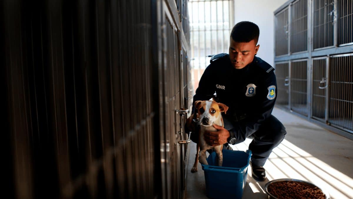 GNR regista em seis meses 312 casos de maus-tratos a animais e 159 abandonos