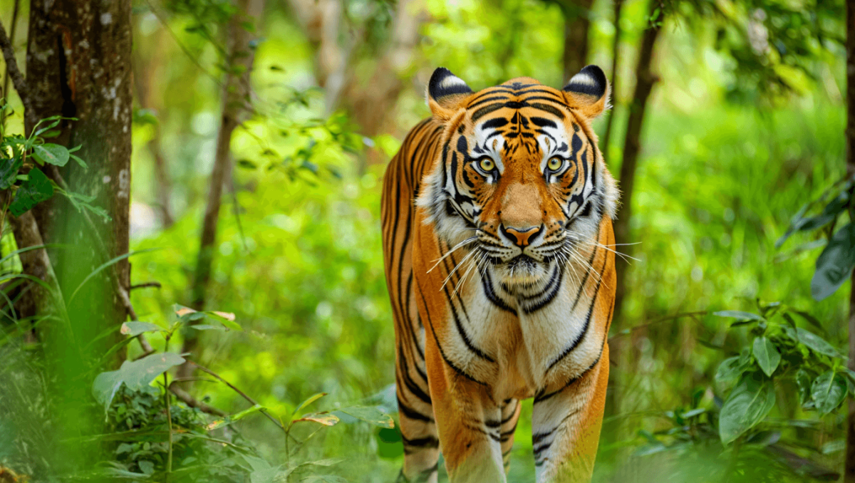 
    População de tigres continua a crescer no Nepal e atingiu os 429 indivíduos          