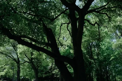 Fotógrafo a capturar uma árvore com luz solar filtrando pelas folhas
