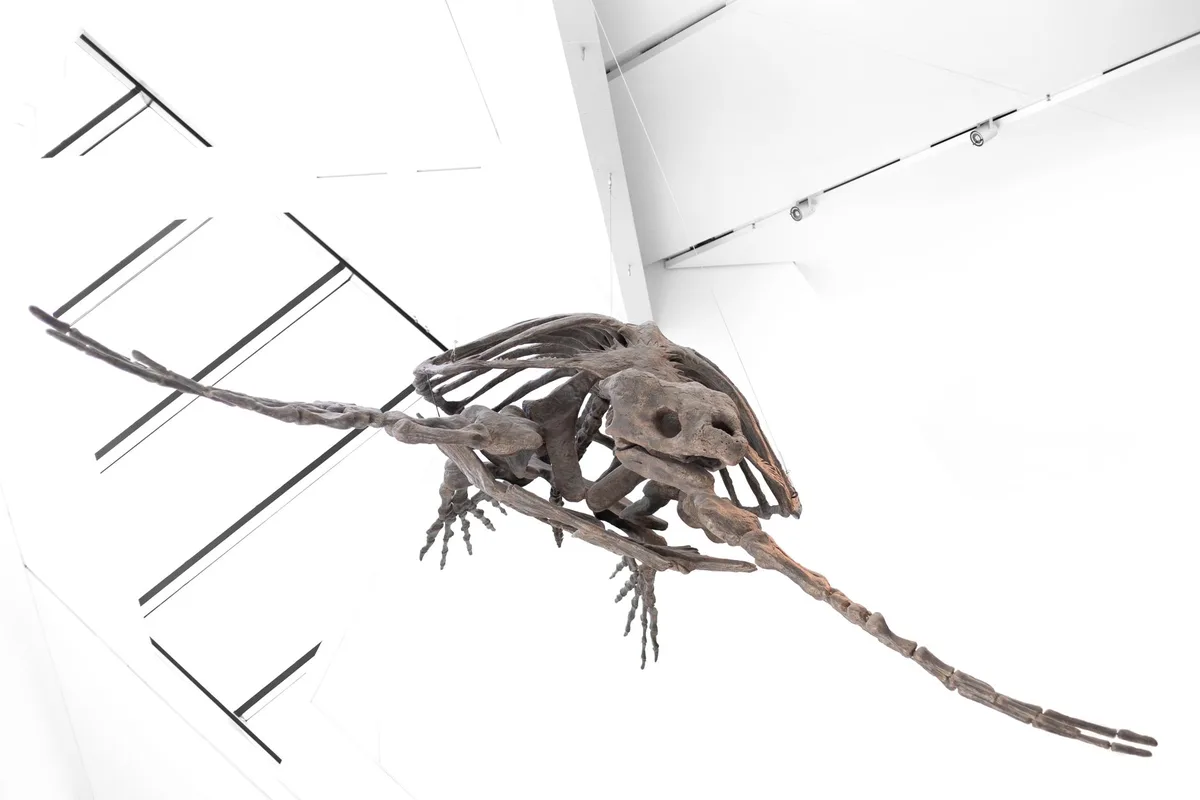 Réplica de tartaruga gigante Titanochelon bolivari do período Miocénico