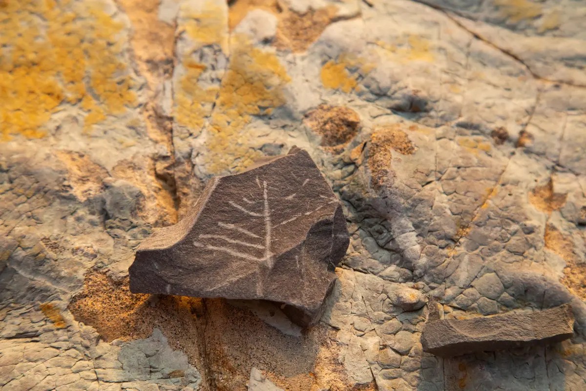 Carapaça fossilizada de tartaruga sendo escavada em obra municipal