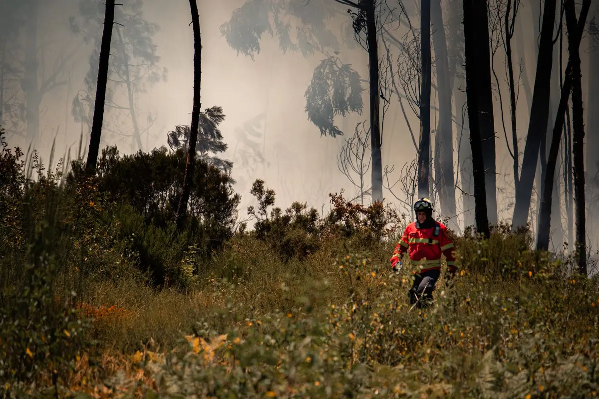 Eucaliptal em proximidade de habitação com risco elevado de incêndio