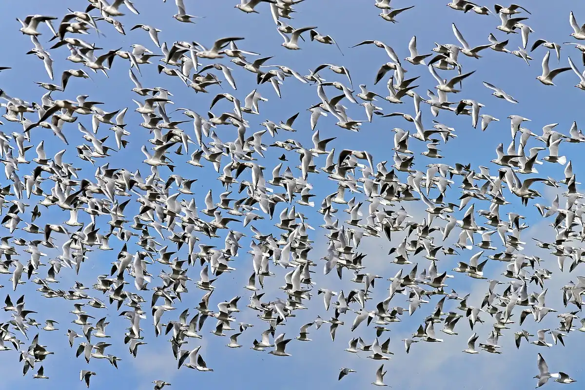Enxame de drones em coordenação tática