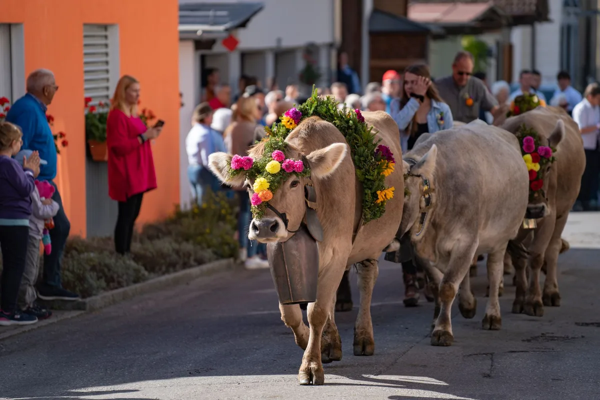 Máquinas agrícolas ornamentadas desfilando numa rua de vila durante festa tradicional.