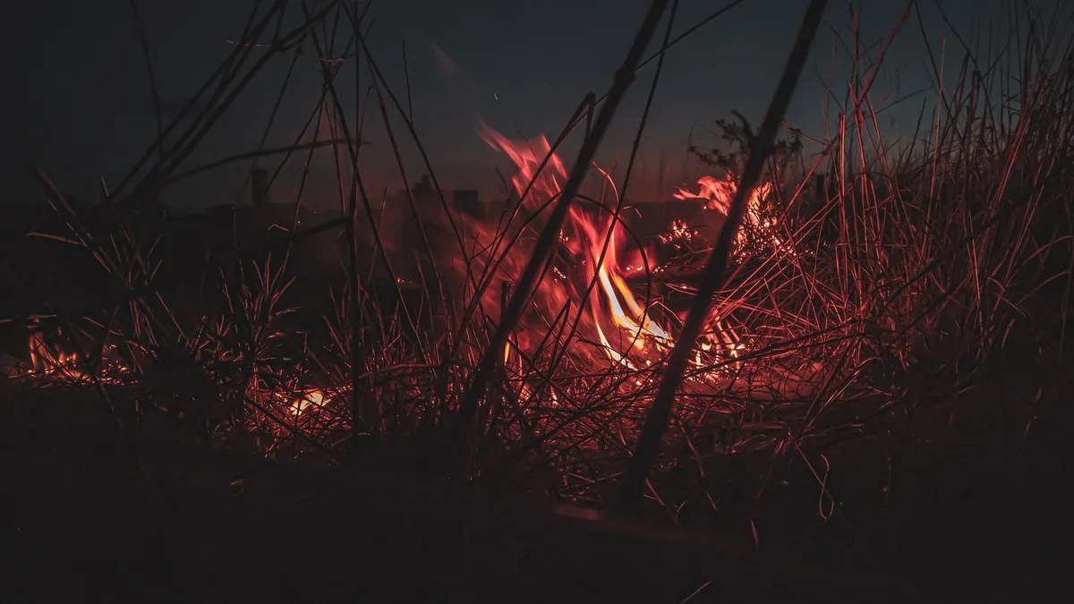 Mata com vegeta&ccedil;&atilde;o seca e &aacute;rvores danificadas, vulner&aacute;vel a inc&ecirc;ndios