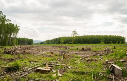 Floresta com árvores caídas e destroços após tempestade, com trabalhos de limpeza em curso
