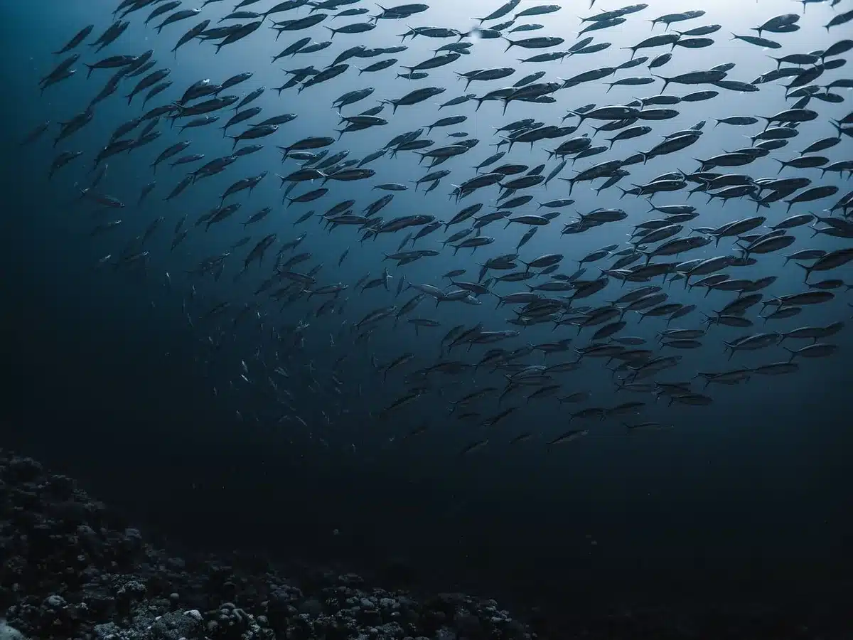 Peixe afetado por onda de calor marinha, ilustrando o impacto do aquecimento extremo no ecossistema
