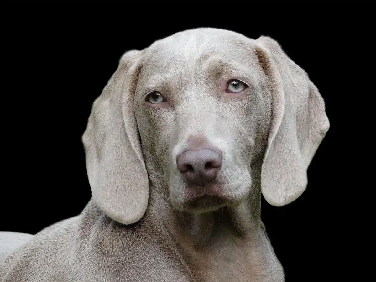 Animal com queimaduras sendo examinado por veterinário em clínica