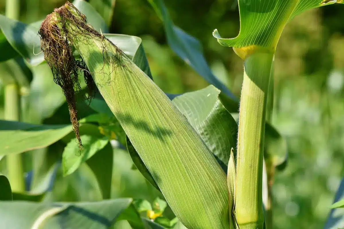 Milho afetado pela seca com plantas murchas e solo seco