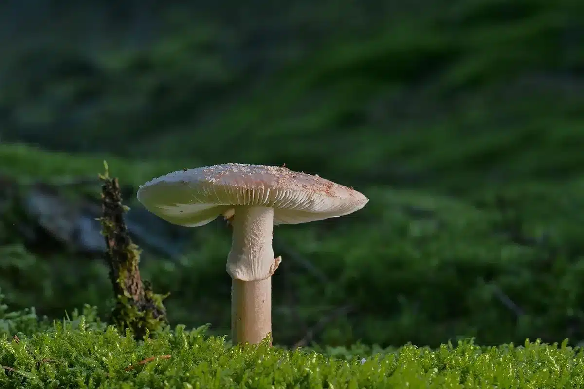 Aspirador robô a mapear trajetos num chão de madeira